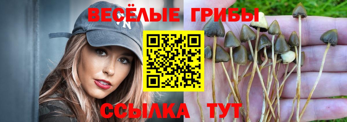Псилоцибиновые грибы GOLDEN TEACHER Люберцы